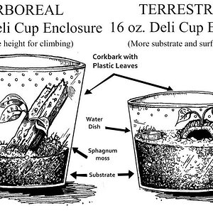 arborial-vs-terrstrial.jpg