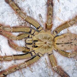 Featherleg-baboon-tarantula.jpg