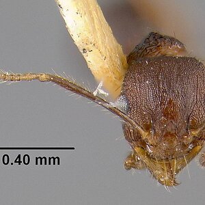 MCZ-ENT00020664_Pheidole_spathifera_hef.jpg