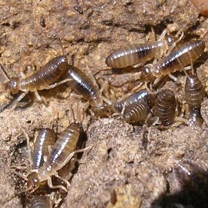 F-auricularia_Kollenberg20080429_nymphs_907.jpg