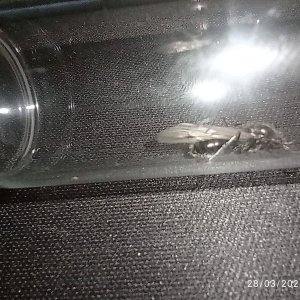 IMG-20250328-WA0007.jpg