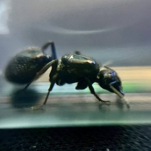 IMG_1788.jpeg