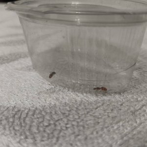 IMG_20250707_211017.jpg