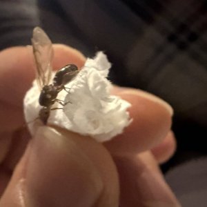 IMG_6690.jpeg