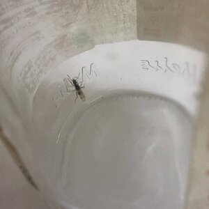 IMG_1716.jpeg