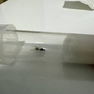 IMG_1528.jpeg