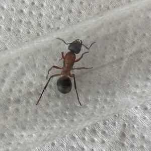 IMG_2468.jpeg
