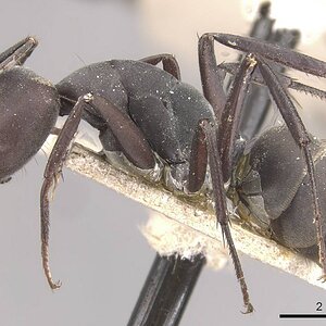 Camponotus_dolendus_casent0910327_p_1_high.jpg