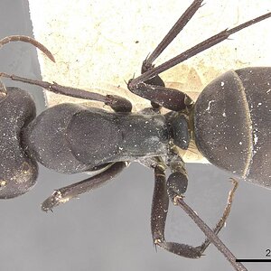 Camponotus_dolendus_casent0910327_d_1_high.jpg