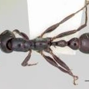 Tetraponera_nigra_.jpg