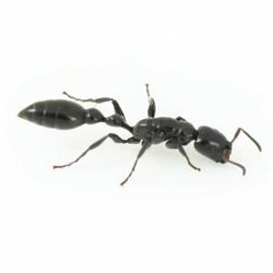 tetraponera_nigra.jpg