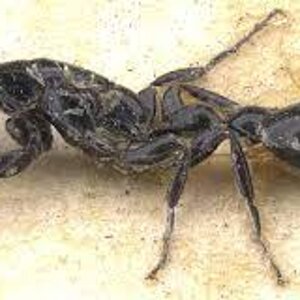 Tetraponera nigraa.jpg