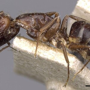 Camponotus_barbatus.jpg