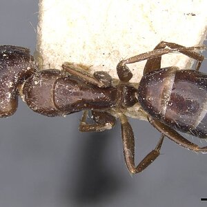 Camponotus_barbatus_.jpg