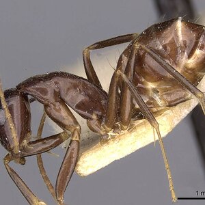 Camponotus_barbatus_worker.jpg