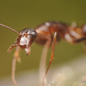 Camponotus_barbaricus_worker.jpg
