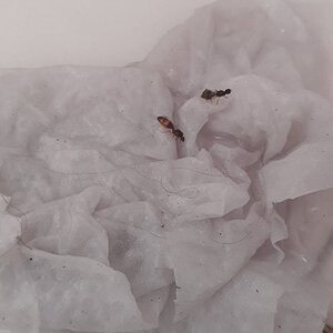 IMG-20220929-WA0004.jpeg