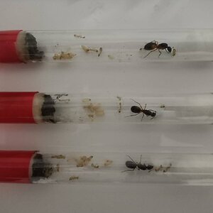Camponotus Sanctus - 1.jpeg