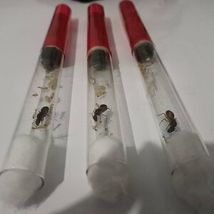 Camponotus Sanctus - 2.jpeg