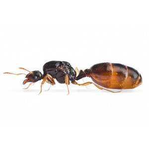 queen-of-solenopsis-fugax-free-ants-anthouse (1).jpg
