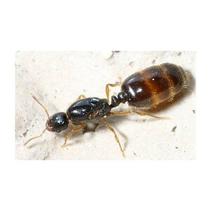 queen-of-solenopsis-fugax-free-ants-anthouse.jpg