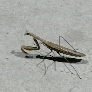 IMG_20240803_212627.jpg