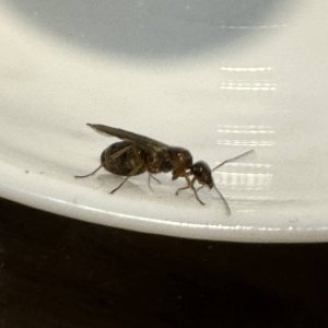 IMG_0620.jpeg
