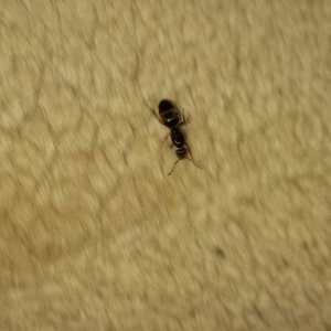 Screenshot_20240821_203253_Picture Insect.jpg