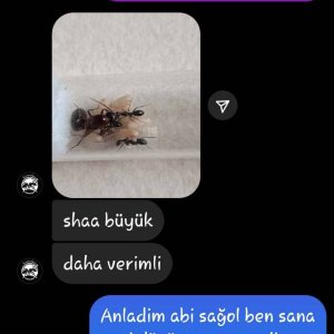 Screenshot_20240828-184102_Instagram.jpg