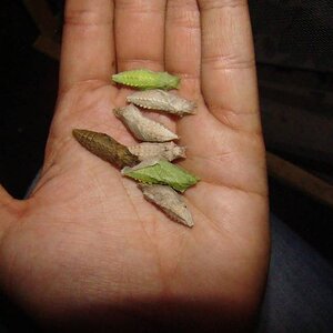 machaon-pupae.jpg