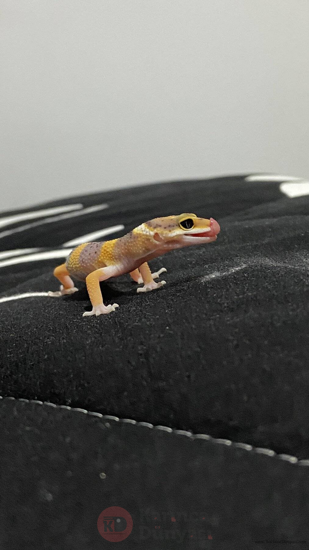 6BA58DBA-8A7E-45E4-A16B-2D3B645D8D83.jpeg