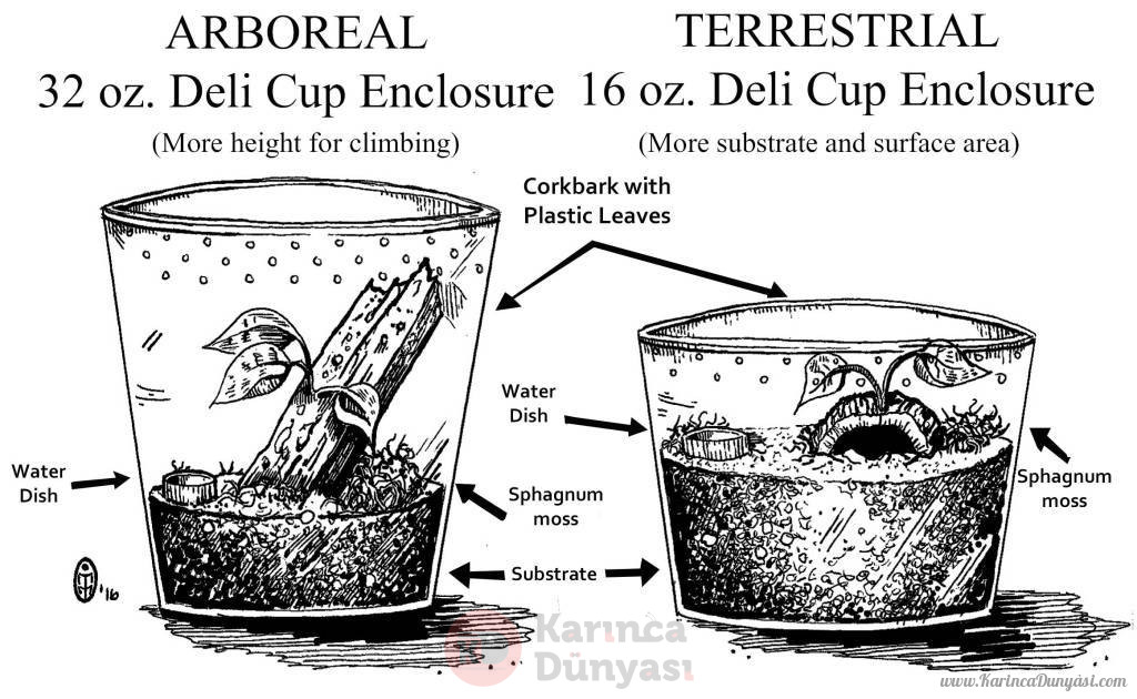 arborial-vs-terrstrial.jpg