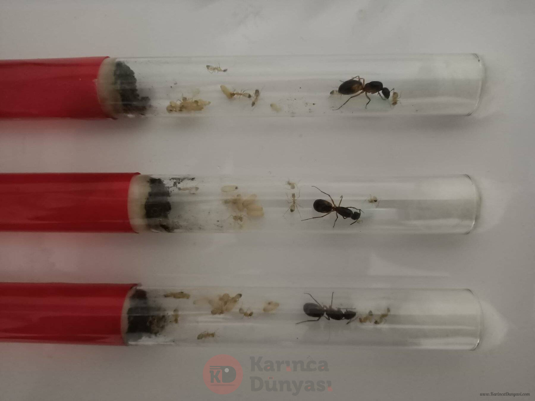 Camponotus Sanctus - 1.jpeg