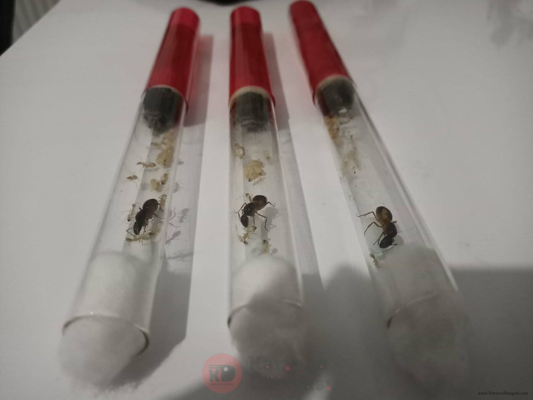 Camponotus Sanctus - 2.jpeg