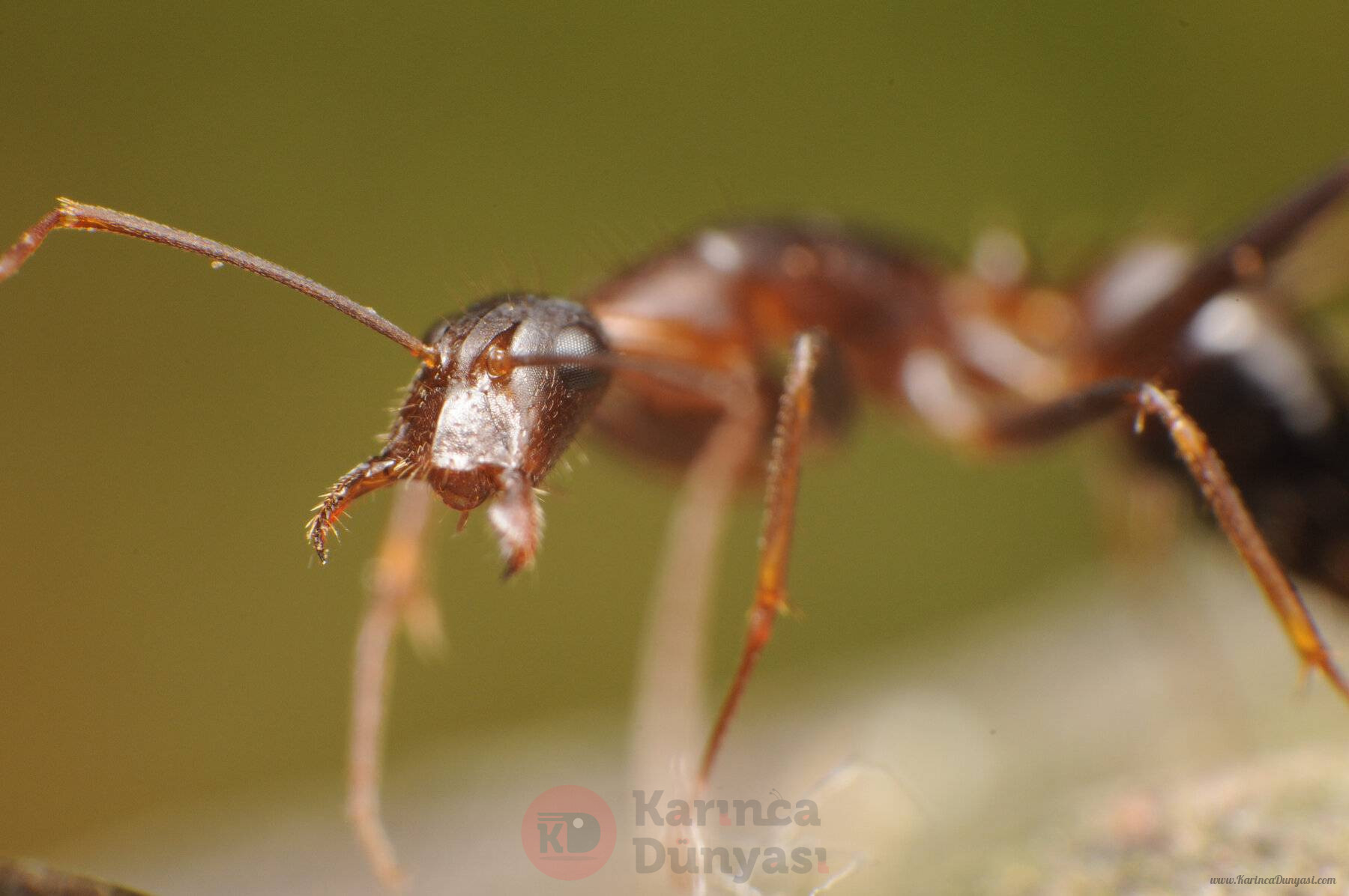 Camponotus_barbaricus_worker.jpg