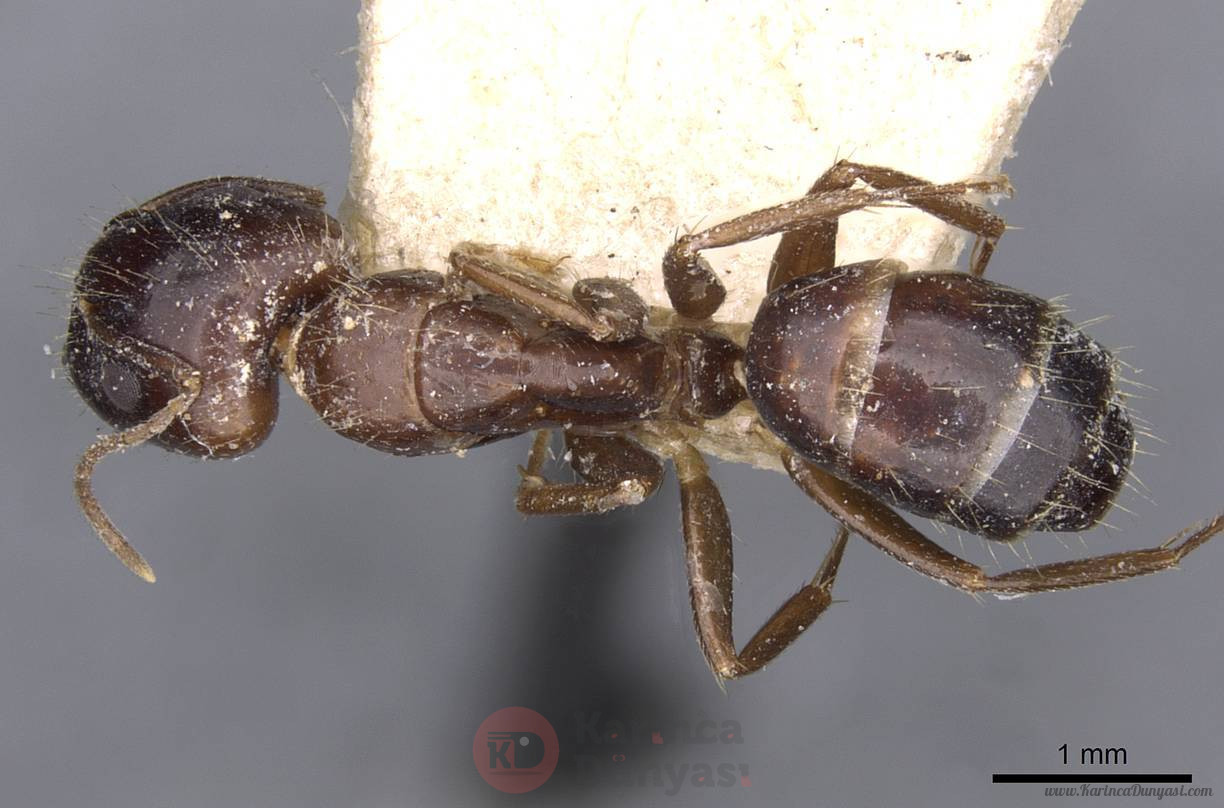 Camponotus_barbatus_.jpg