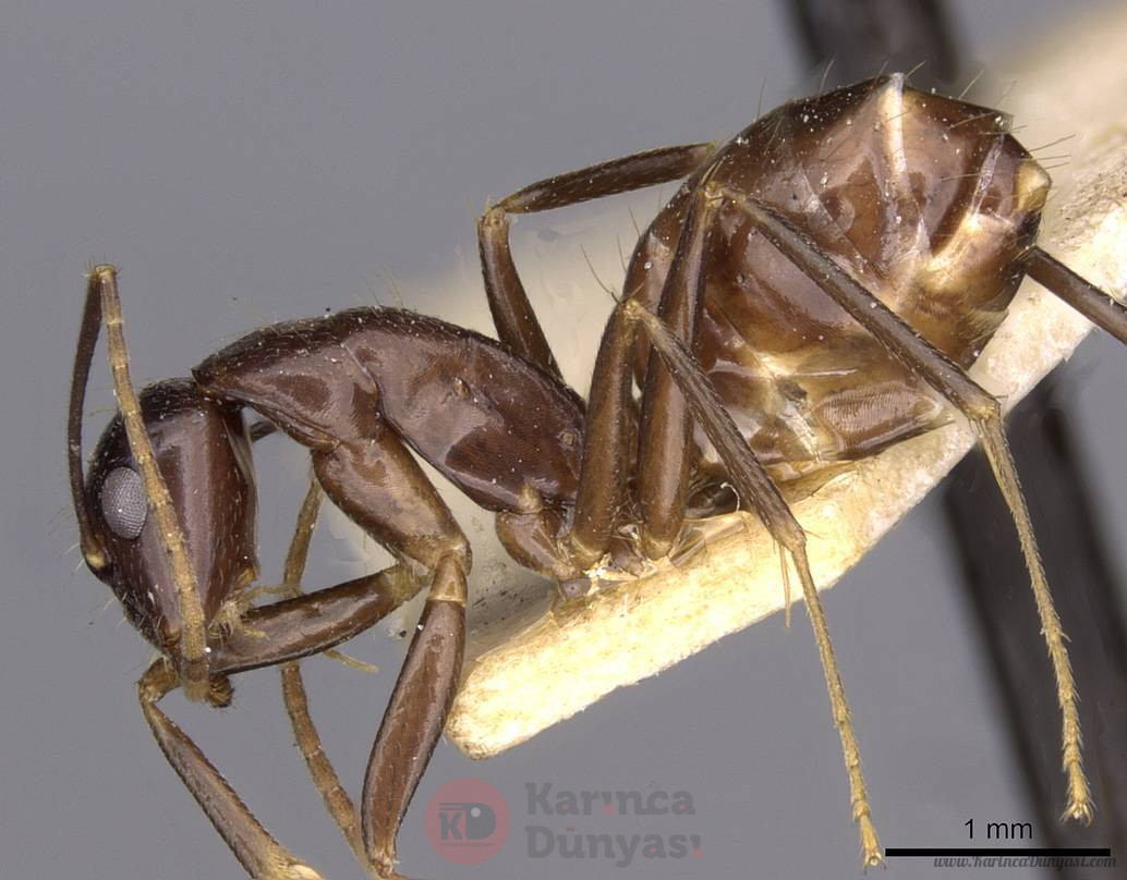 Camponotus_barbatus_worker.jpg