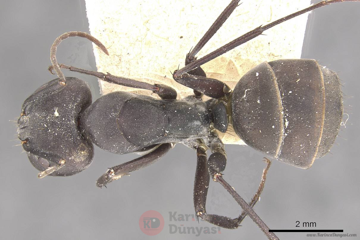 Camponotus_dolendus_casent0910327_d_1_high.jpg