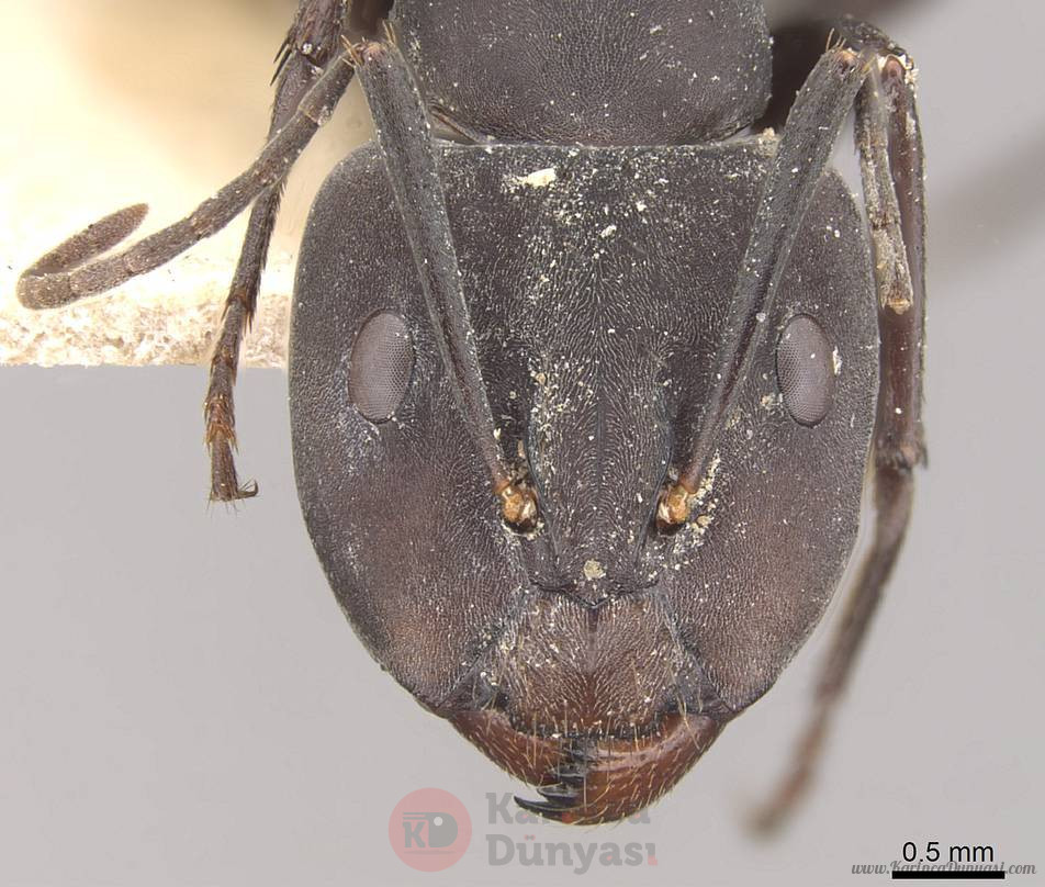Camponotus_dolendus_casent0910327_h_1_high.jpg
