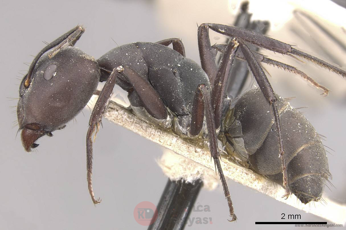Camponotus_dolendus_casent0910327_p_1_high.jpg