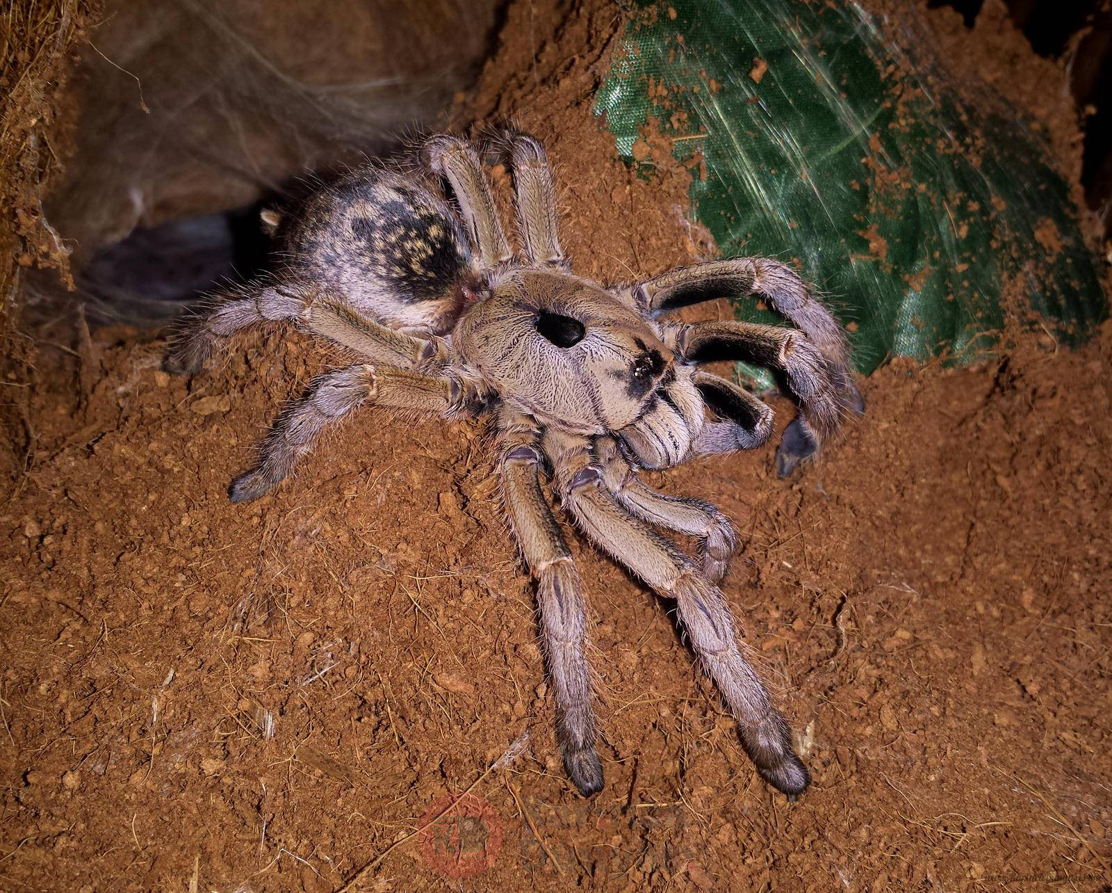 ceratogyrus_sanderi__sandy_horned_baboon__by_p3kb_d8qpk7h-fullview.jpg