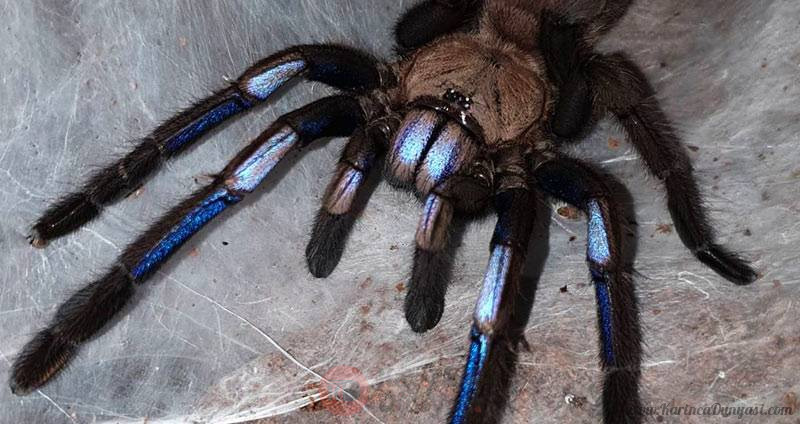 Chilobrachys-sp-electric-blue-2.jpg