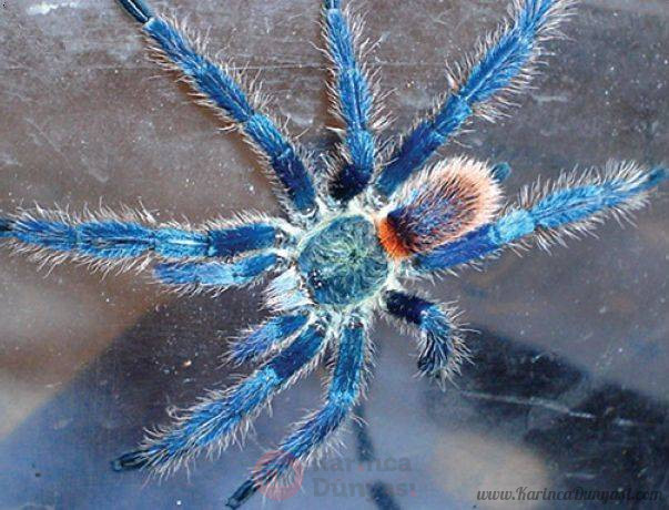 Dolichothele_diamantinensis_male.jpg