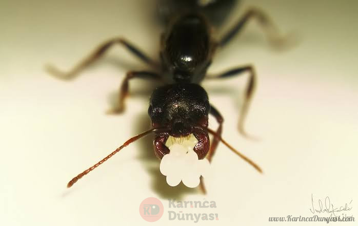 images (6).jpeg