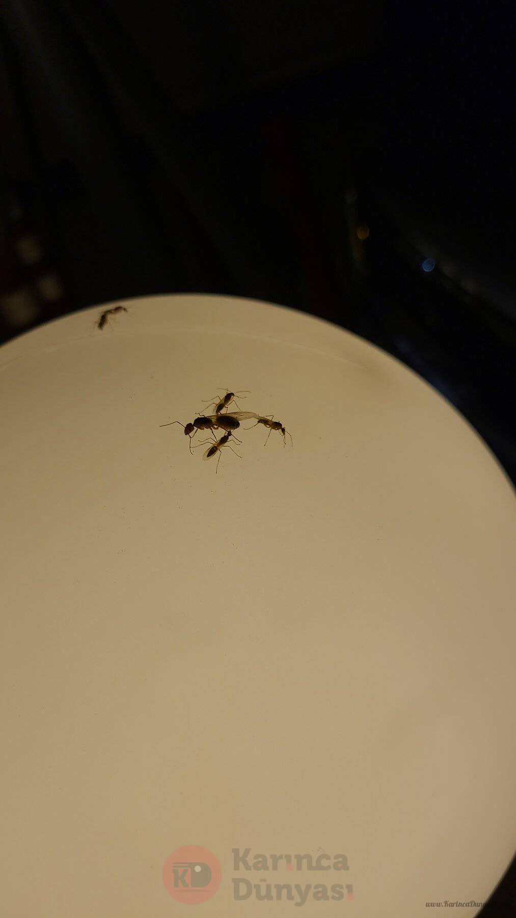 IMG-20240729-WA0002.jpeg