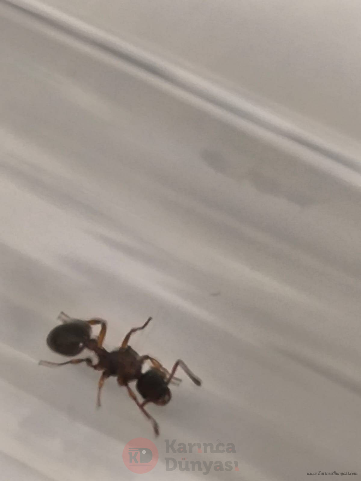 IMG-20250409-WA0009.jpg