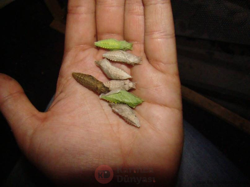 machaon-pupae.jpg