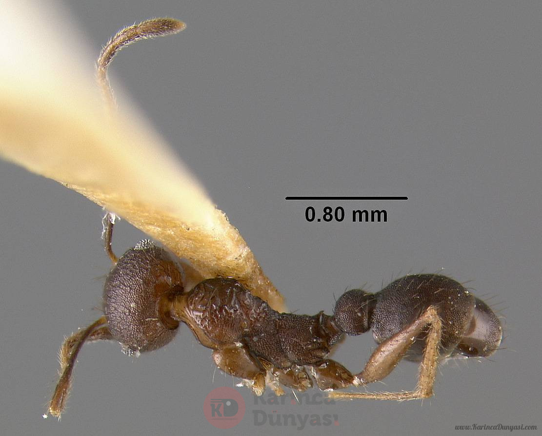 MCZ-ENT00020664_Pheidole_spathifera_had.jpg