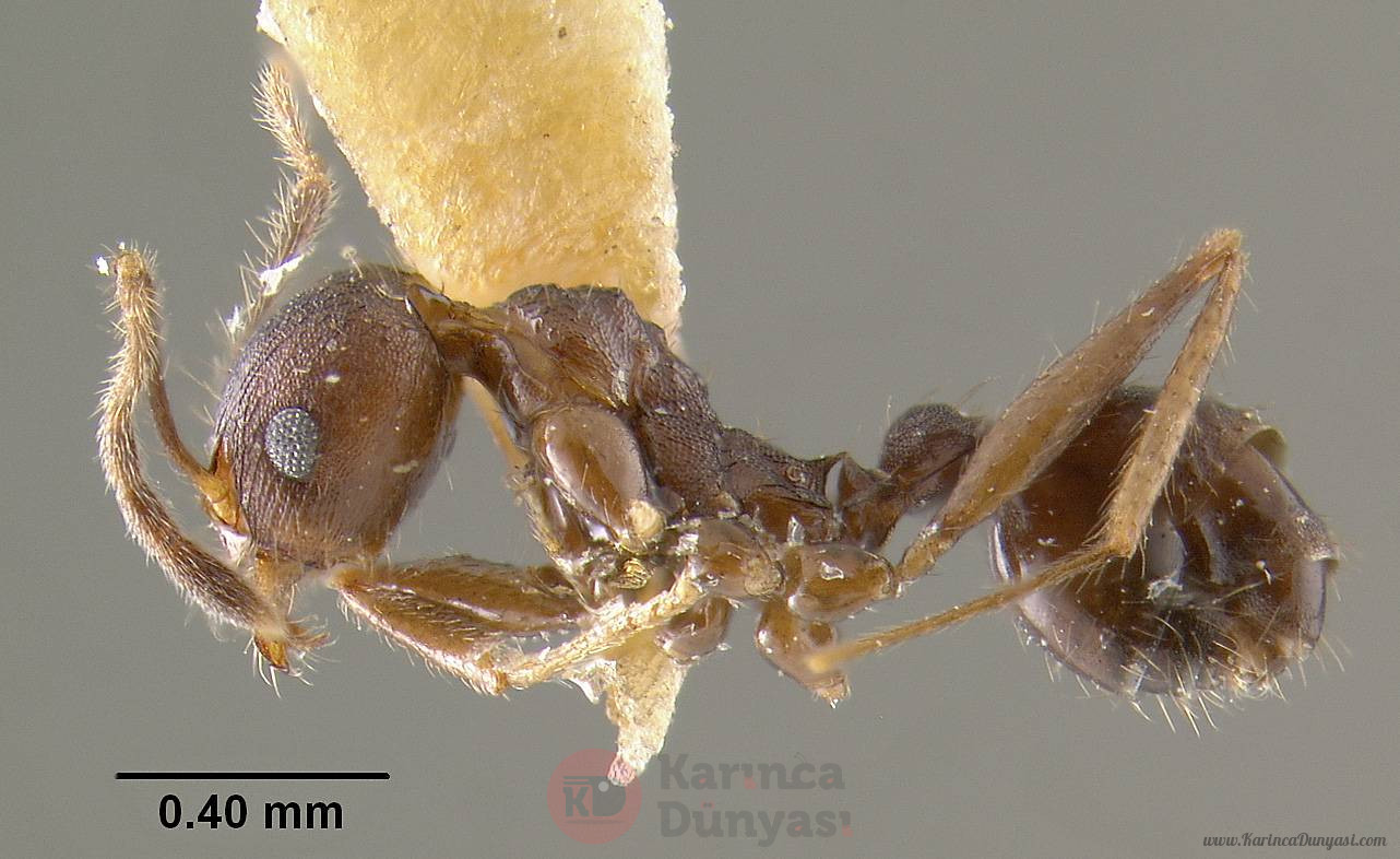 MCZ-ENT00020664_Pheidole_spathifera_hal.jpg