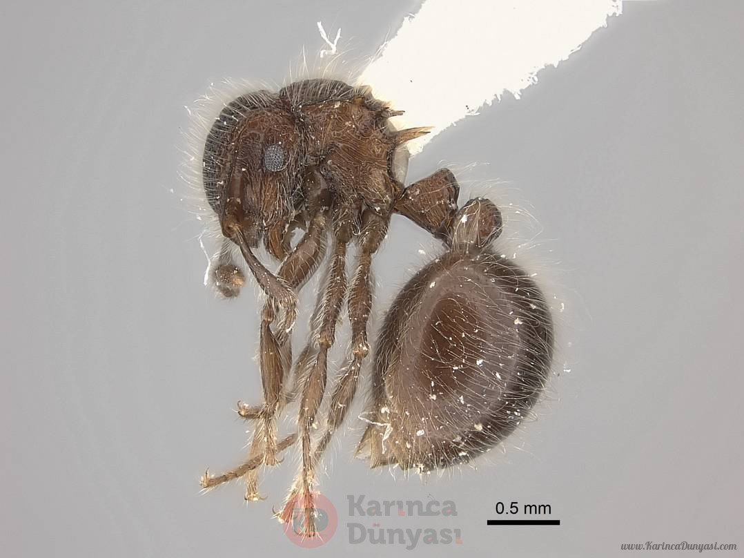 Meranoplus_laeviventris_casent0217856_p_1_high.jpg